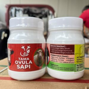 tama-ovula-sapi-pacu-birahi-optimalkan-hormon-sapi
