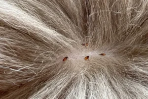 TAMA CATYNAZOLE DROP 30ML: Solusi Ampuh Membasmi Segala Jenis Cacing pada Kucing